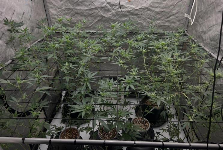 Lungbuster (time to bust in them lungs). Week 18