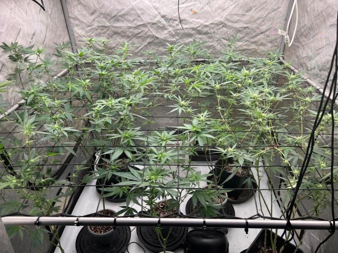 Lungbuster (time to bust in them lungs). Week 18