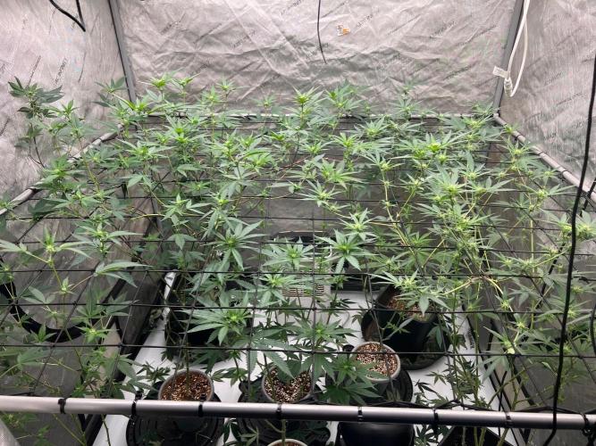 Lungbuster (time to bust in them lungs). Week 18