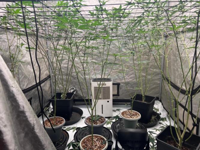 Lungbuster (time to bust in them lungs). Week 18