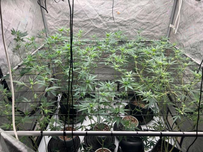 Lungbuster (time to bust in them lungs). Week 18