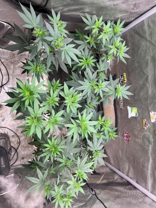 Sinferno. Week 7