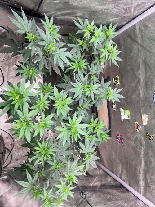 Sinferno. Week 7