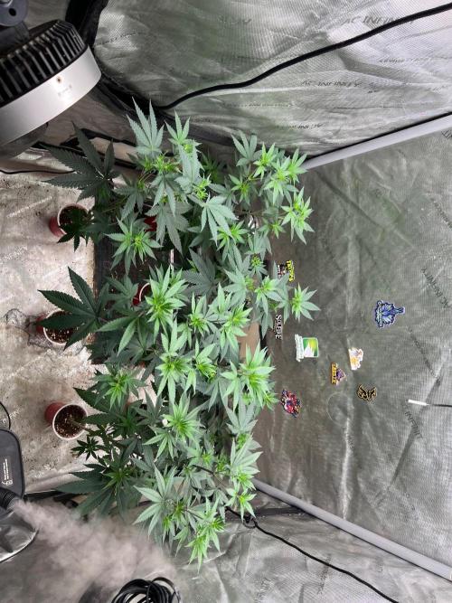 Sinferno. Week 7