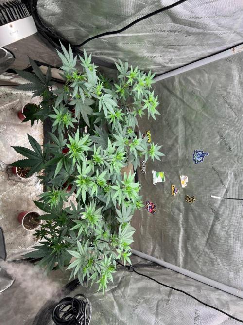 Sinferno. Week 7