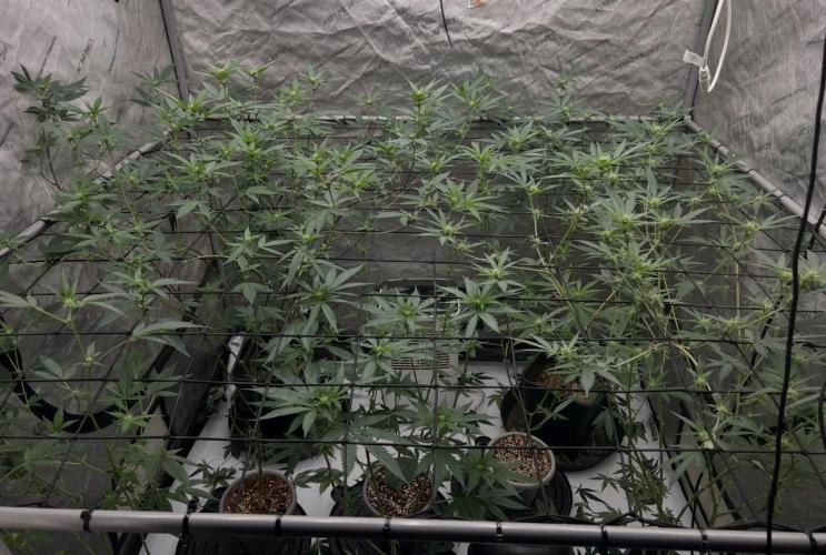Lungbuster (time to bust in them lungs). Week 20