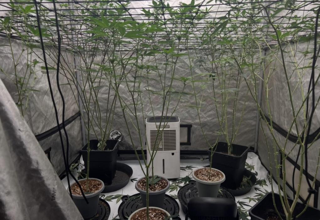 Lungbuster (time to bust in them lungs). Week 22