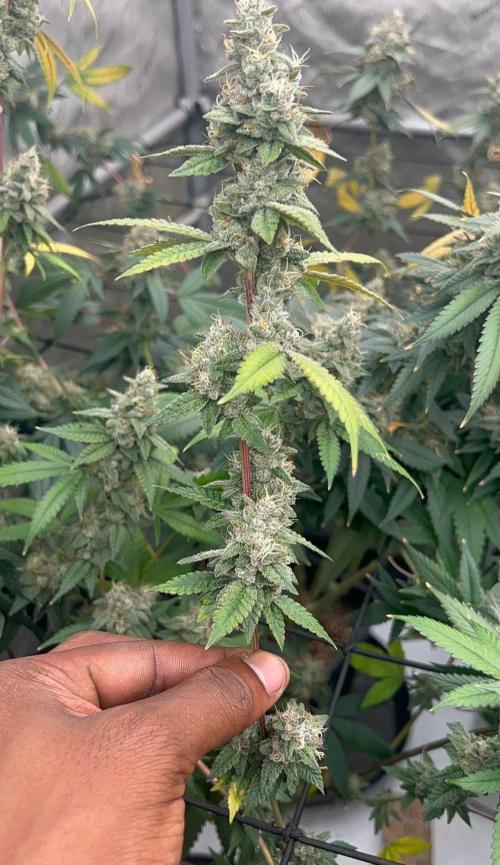 Lungbuster (time to bust in them lungs). Week 23