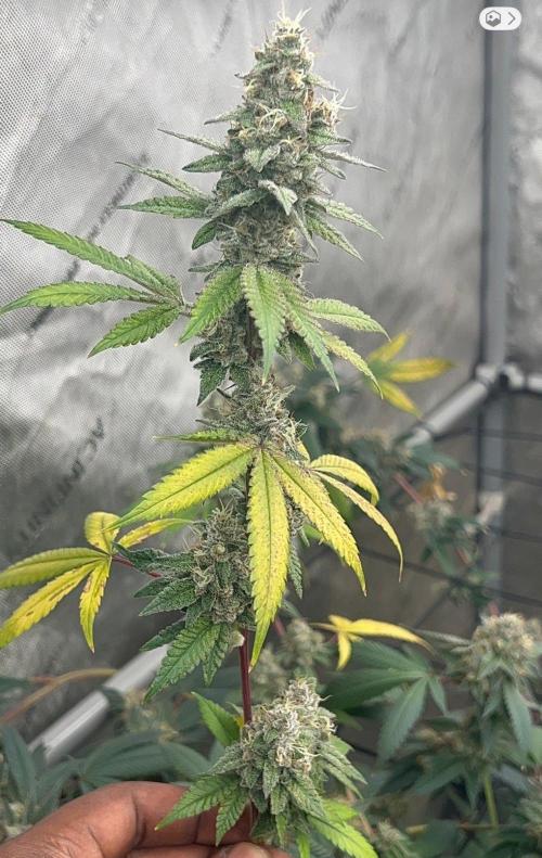 Lungbuster (time to bust in them lungs). Week 23