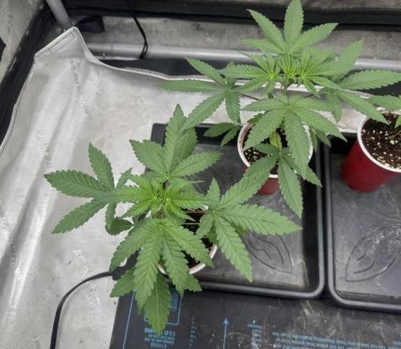 Blue Dream. Week 3