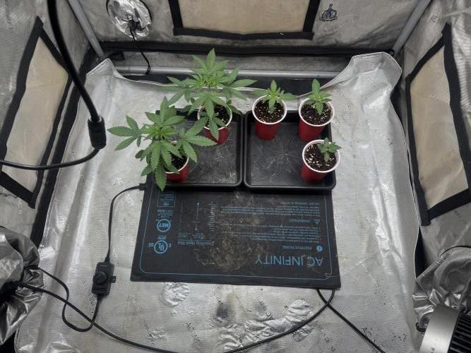 Lung Buster. Week 2