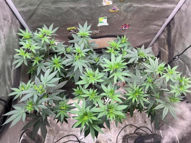 red raptor. Week 7