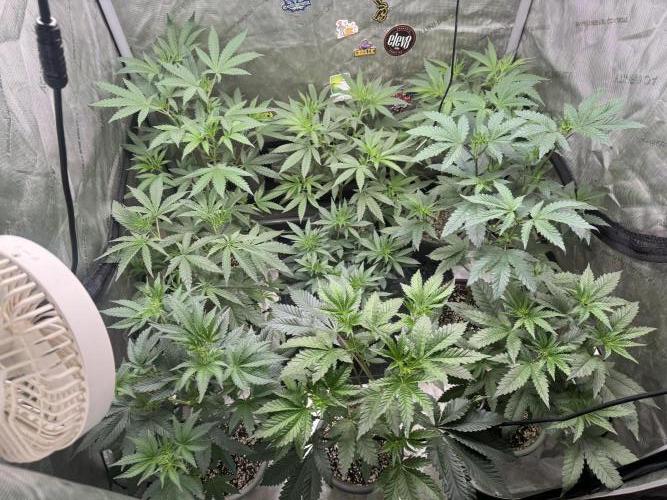 Trap God. Week 7