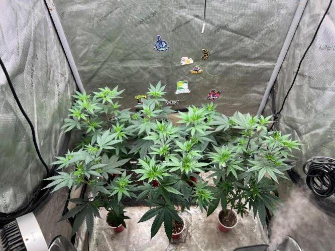 Red raptor. Week 7