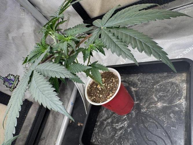 Lungbuster (time to bust in them lungs). Week 6