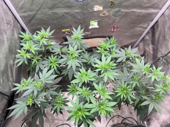 red raptor. Week 7