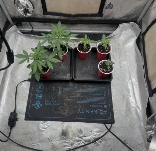 Blue Dream. Week 3