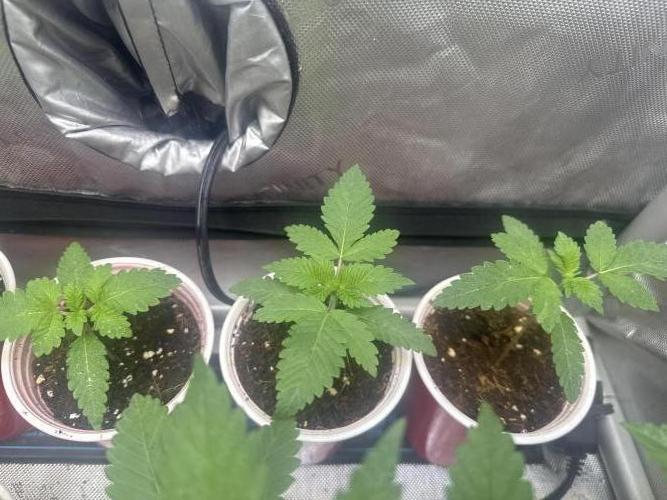 Trap God Solfire. Week 2