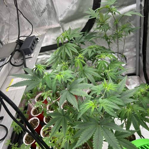Baby Cakes. Week 7