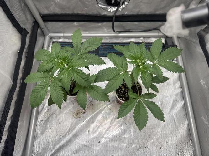 Trap God Solfire. Week 3