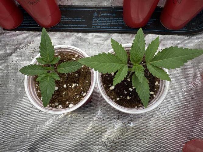 Melon Maki Watermelon Gelato x BlueZushi. Week 1