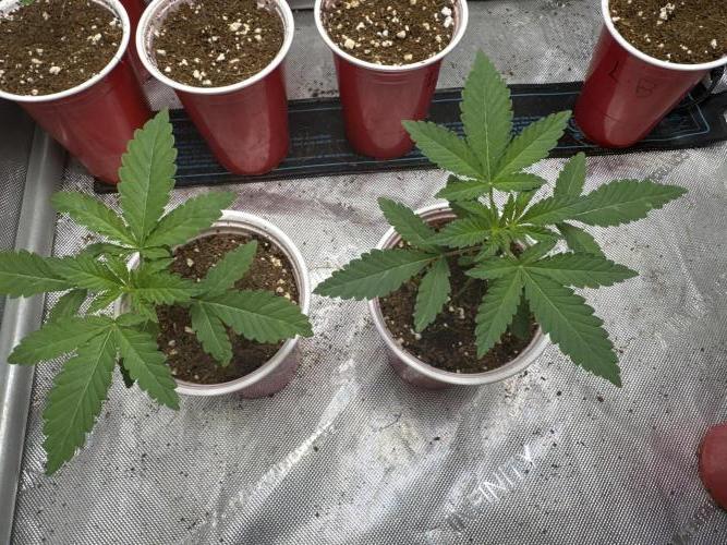 Blue Dream. Week 2