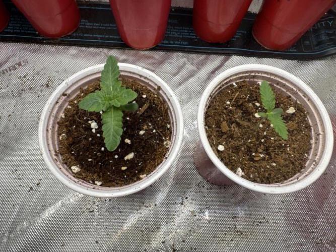 Red Hot Violet. Week 1