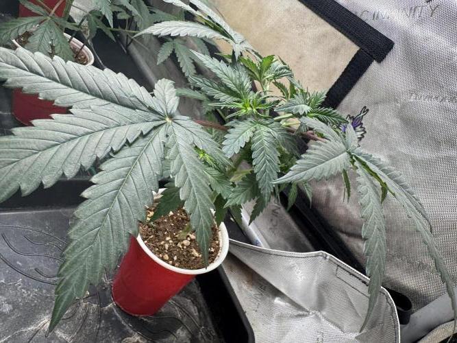 Lungbuster (time to bust in them lungs). Week 6