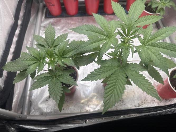Melon Maki Watermelon Gelato x BlueZushi. Week 3