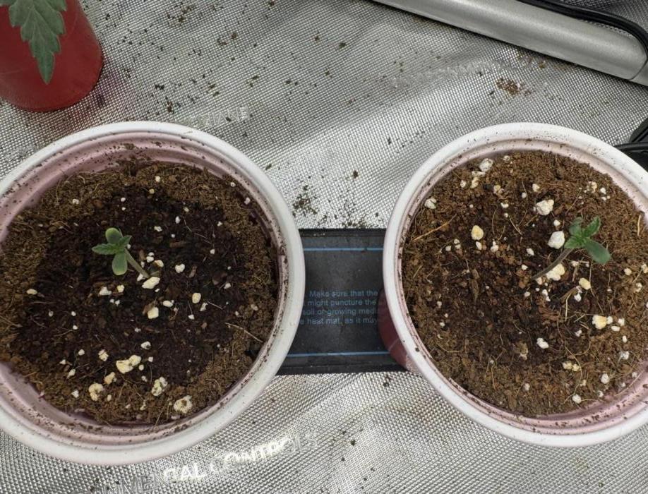 Blue Dream. Week 1