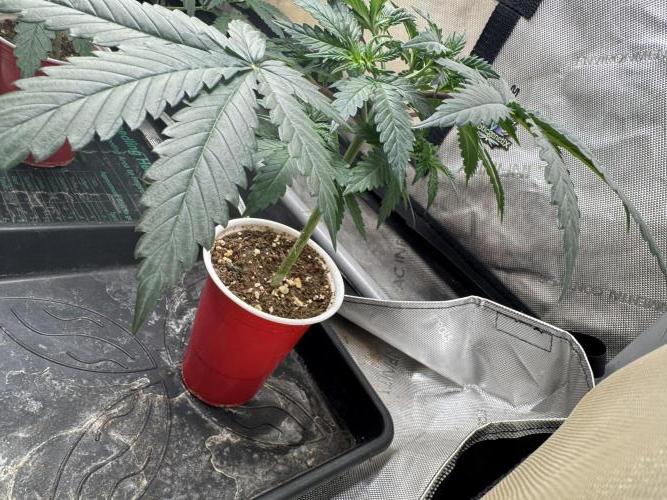 Lungbuster (time to bust in them lungs). Week 6