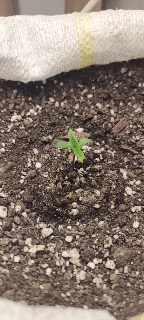 Banana purple punch auto. Week 0 - Day 3
Umidity 83%
25⁰C aire temperature
Soil ph 6.0