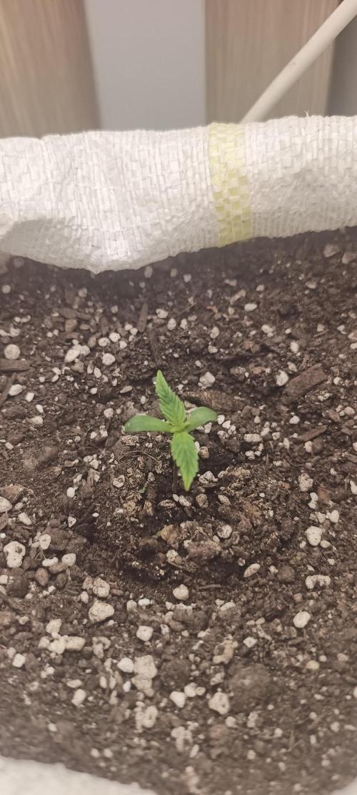 Banana purple punch auto. Week 0 - Day 4
Umidity 85%
24⁰C aire temperature
Soil ph 6.0