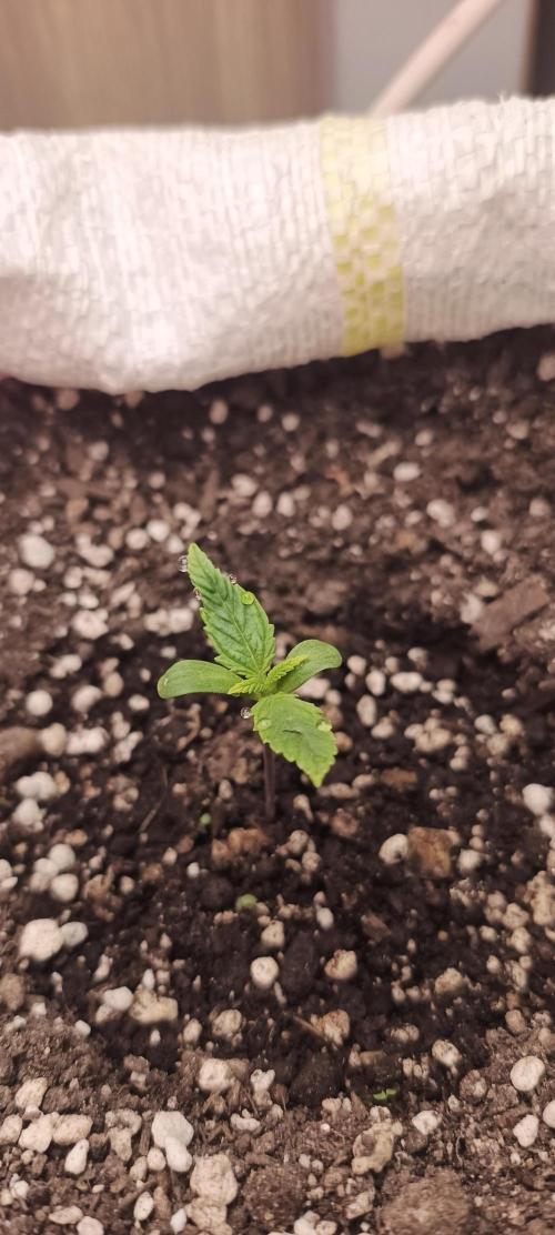 Banana purple punch auto. Week 0 - Day 5
Umidity 78%
23⁰C aire temperature
Soil ph 6.0
