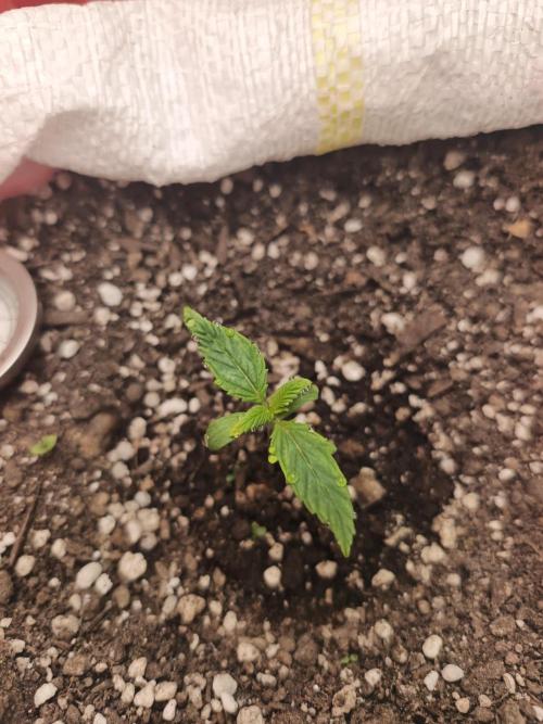 Banana purple punch auto. Week 0 - Day 6
Umidity 80%
24⁰C aire temperature
Soil ph 6.0