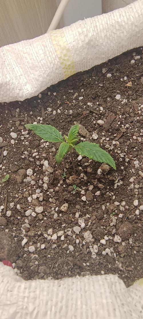 Banana purple punch auto. Week 0 - Day 7, last seedling day 
Umidity 78%
23⁰C aire temperature
Soil ph 6.0