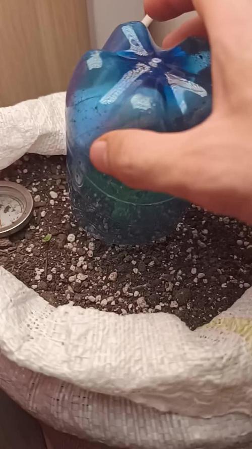 Banana purple punch auto