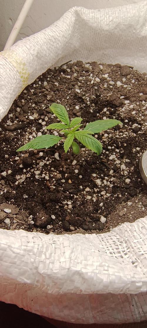 Banana purple punch auto. Week 1 - Day 9, got some Little problems with her . The light was a Little bit to close