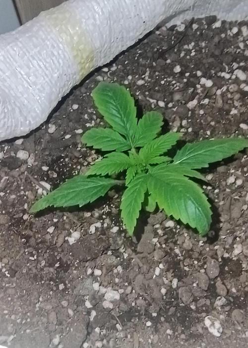 Banana purple punch auto. Week 1 - Day 10, the plant is getting well and gave her only spring wather, today