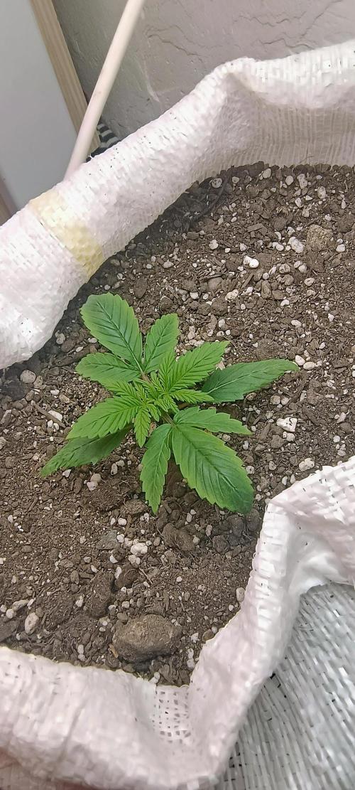 Banana purple punch auto. Week 1 - Day 11
I just love 2Fast4Buds genetics!
Pinky grow good and fast 💜