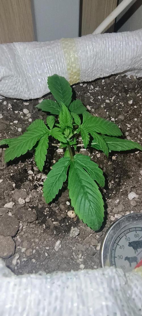 Banana purple punch auto. Week 1 - Day 12
She starts to grow side brances
2 more days only spring wather