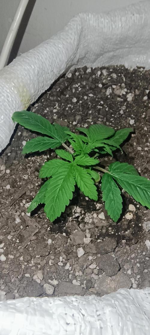 Banana purple punch auto. Week 1 - Day 12
The leafs and the rest of the plant  is healthy
