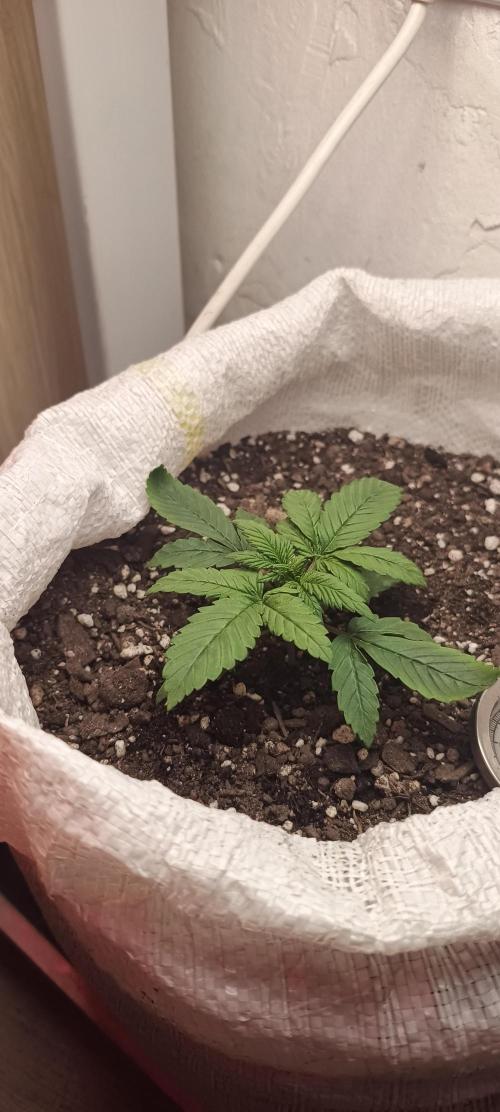 Banana purple punch auto. Week 1 - Day 13
The leafs ar meaty
Pinky grows side brances