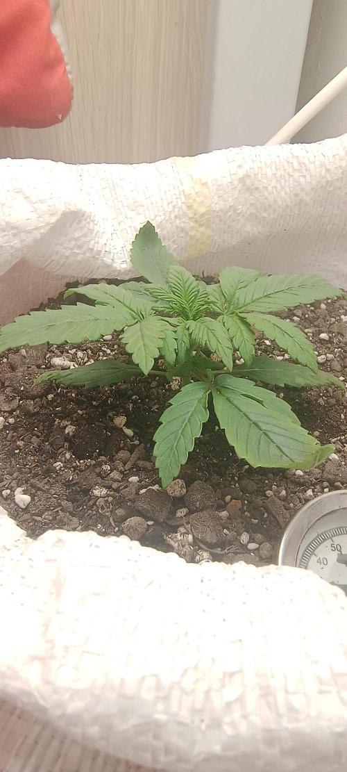 Banana purple punch auto. Week 1 - Day 13
I water the soil only with spring water till tomorrow 