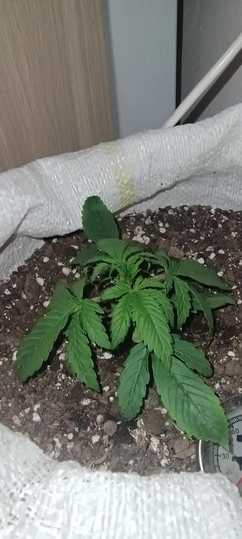 Banana purple punch auto. Week 1 - Day 14
I made the photo while she sleeps.
Everything good with Pinky till now