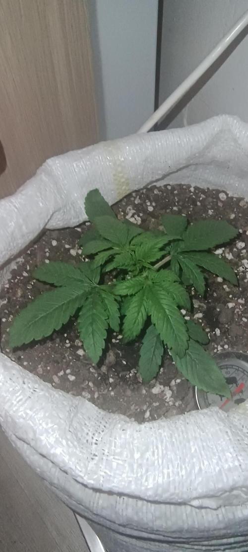 Banana purple punch auto. Week 2 - Day 15