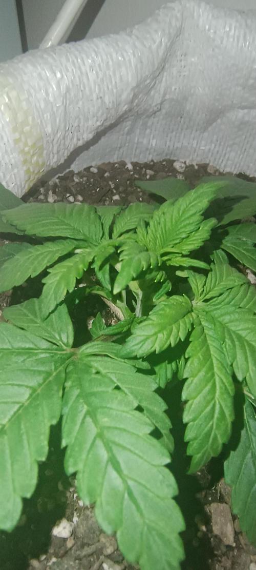 Banana purple punch auto. Week 2 - Day 15
The side brances are bigger and stronger, the plant is very compact 