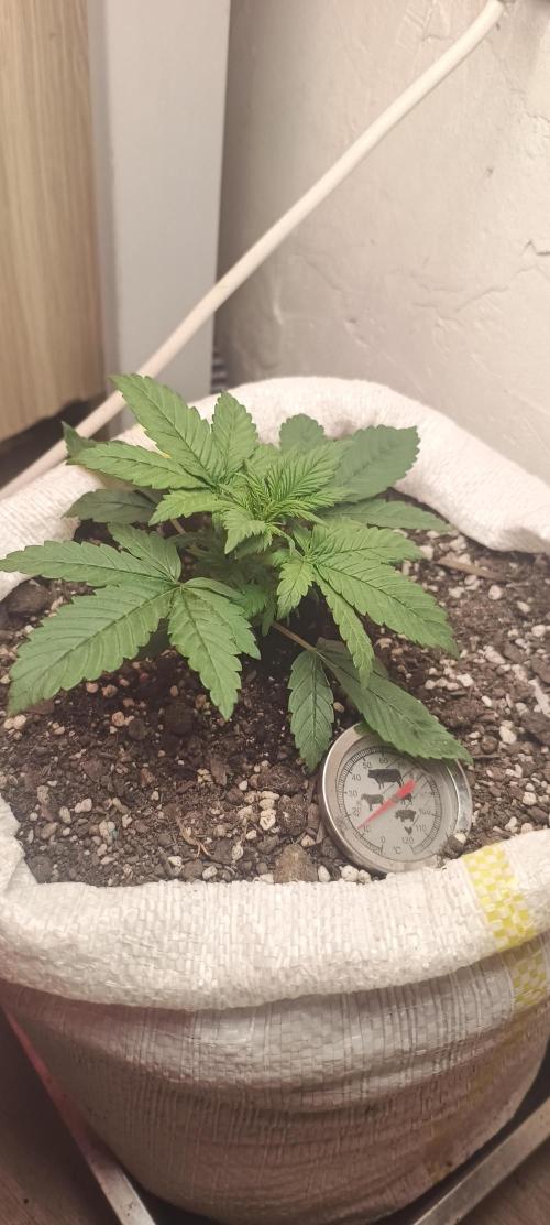 Banana purple punch auto. Week 2 - Day 16
6 more days and i start with lst