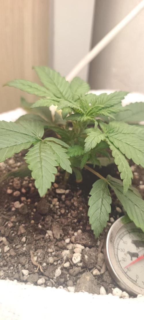 Banana purple punch auto. Week 2 - Day 16
The side branches are looking good, the main stem is getting thicker 