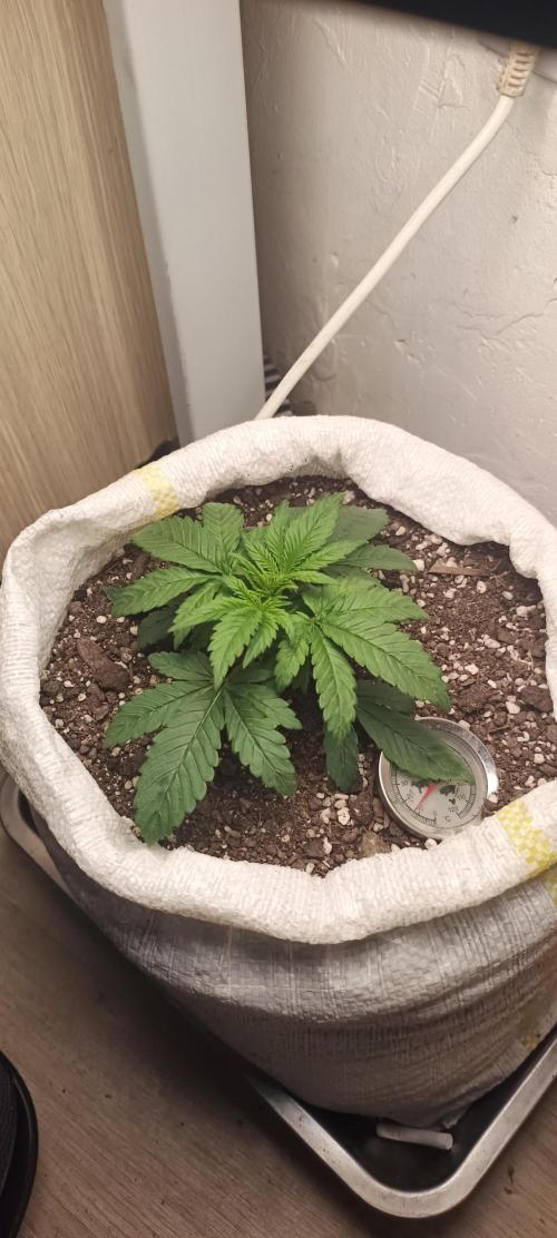 Banana purple punch auto. Week 2 - Day 17